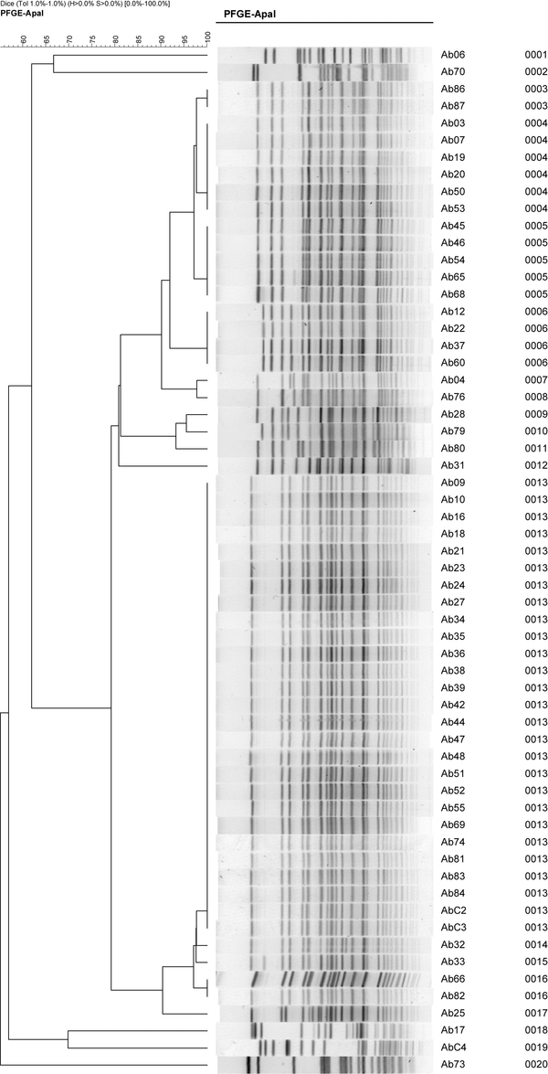 The PFGE Clustering Analysis Results of 62 A. baumannii Strains