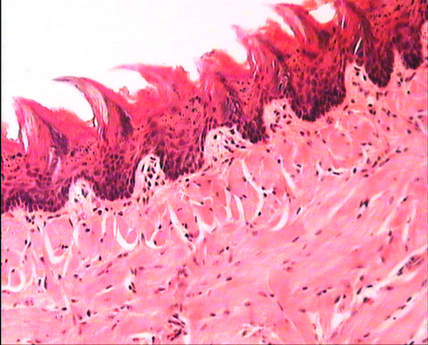 A section of ciliated epithelial of tongue shows the normal cells in BALB/c mice treated with 7.5 mg/kg/day b/w dose. H&E ×80.