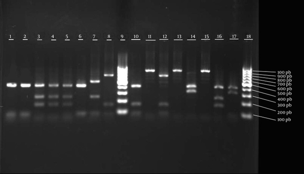 Lanes 9 and 18, 100 bp molecular marker; lanes 1 - 8 and 10 - 17, digested coa gene PCR products of various MSSA isolates with AluI restriction enzyme.