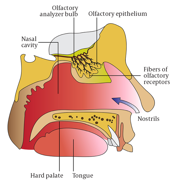Illustration of Olfactory Nerves