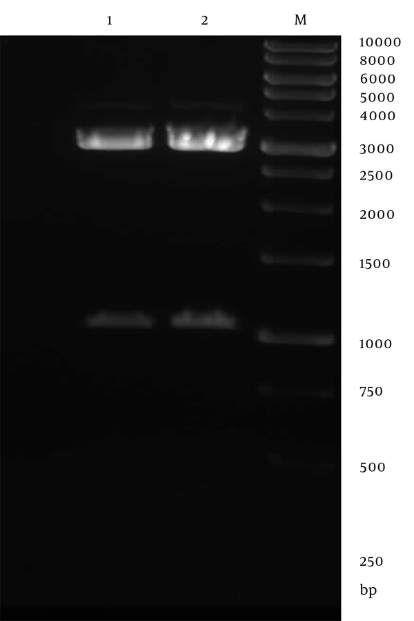 Line 1 and 2, the recombinant pVAX-SAG1 plasmid digested by NheI and XhoI; Line M, 1 kb DNA ladder.