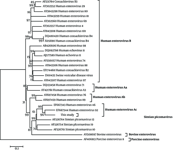 Phylogenetic Analysis Based on the 1105 base pair (bp) Sequence of the Isolates of This Study and Other 28 References From the Genus of Enterovirus, Using the Neighbor-Joining Method.