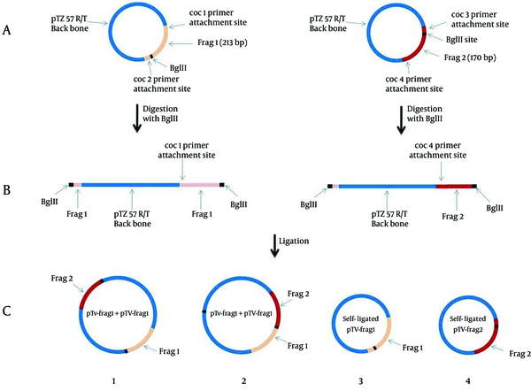 A: TA-cloning of frag 1 (213 bp) and frag 2 (170 bp) corresponding to the initial and ending parts of the diagnostic 16SrRNA gene of C. burnetii. B: BglII digestion of pTV-frag 1 and pTV-frag 2 and creating the linearized forms. C: Ligation and cloning of both linear plasmids. As seen in the figure, the constructed plasmid No. 2 containing the IPC segment.