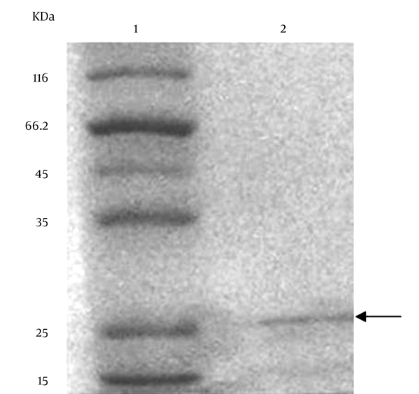 Band of SDS-PAGE of Partially Purified BLIS From Pseudomonas aeruginosa Strain DSH22 After Staining With Coomassie Brilliant Blue, Showing a Molecular Weight of Approximately 25 kDa. Line 1 is the Molecular Mass Marker (in kDa), and Line 2 is the Purified BLIS