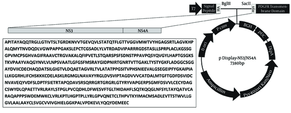 Plasmid Map of pDisplay-NS3/NS4A and the Amino Acid Sequence of the Fragment