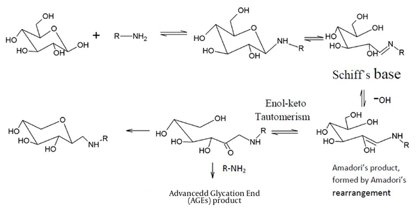 Amadori product gains their stability by Enol-keto tautomerism. Here –OH acts as a base in this rearrangement. –OH is produced by The Fenton and Haber-Weiss reaction. Six types of AGEs are produced as glucose (AGE-1), carbohydrates like glyceraldehydes (AGE-2), dicarbonyls like glycolaldehyde (AGE-3), methylglyoxal (AGE-4) , glyoxal (AGE-5) and 3-deoxyglucosone (AGE-6) (60).
