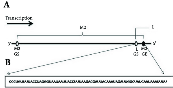 A, Part of the RSV Genome Containing the M2/L Overlap; B, the Sequence of the M2/L Overlap is Shown as Negative-Sense RNA. GS: Gene Start; GE: Gene End.