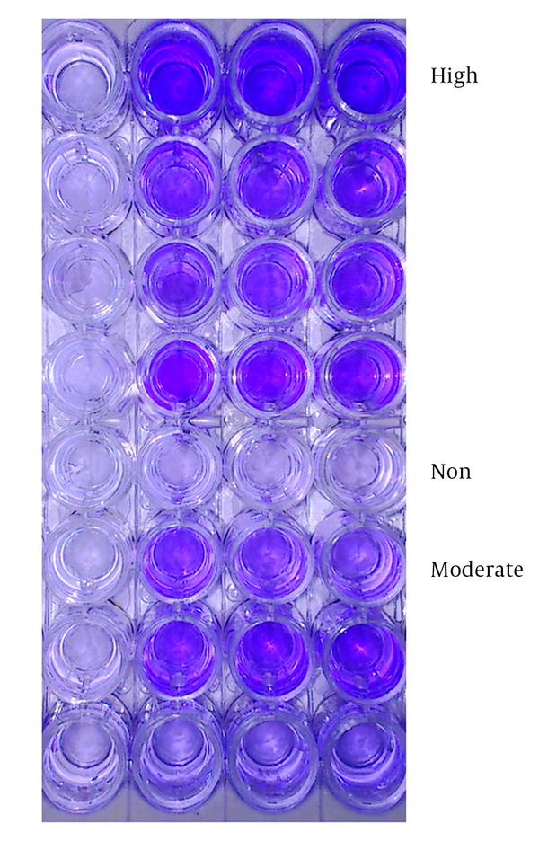 Screening the Biofilm Producers by Microtiter Plate Method: High, Moderate and Non-Biofilm Producers Differentiated With Crystal Violet Staining in Microtiter Plates