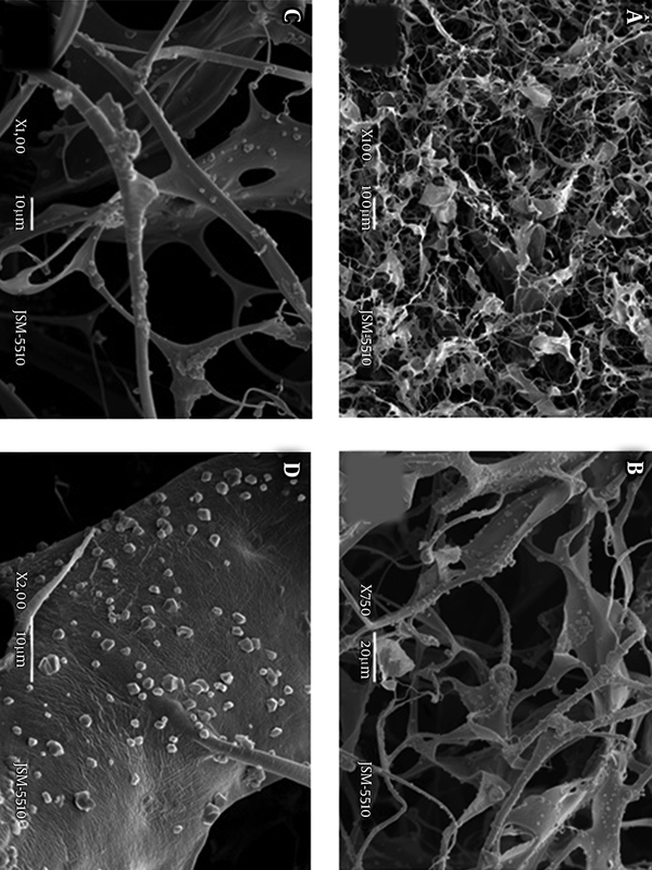 SEM Pictures of Collagen/(Ag/RGO/SiO2) at Different Magnifications: A, 100x; B, 750x; C, 1000x; D, 2000x