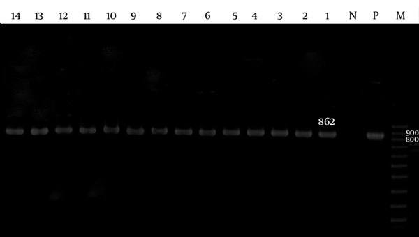 Lane M, 100 bp DNA size marker; Lane P, A. baumannii ATCC19606 positive control; Lane N, negative control; Lane 1 - 14, adeB gene positive isolate.