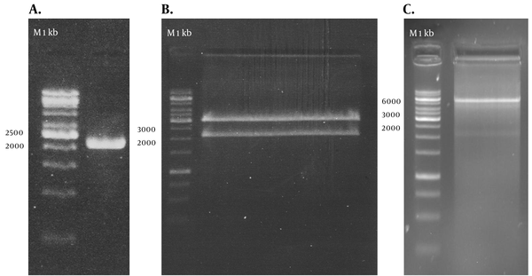 A: PCR amplification of NS3/NS4A using specific primers, 1 kb DNA ladder (Vivantis, Malaysia). B: recombinant T/A cloning vector digested by BglII and SacII enzymes, showing the 2055 bp insert, 1 kb DNA ladder (Fermentas, Lithuania). C: pDisplay-NS3/NS4A plasmid digested by BglII and SacII enzymes, showing the 2055 bp insert, 1 kb DNA ladder (Fermentas, Lithuania).