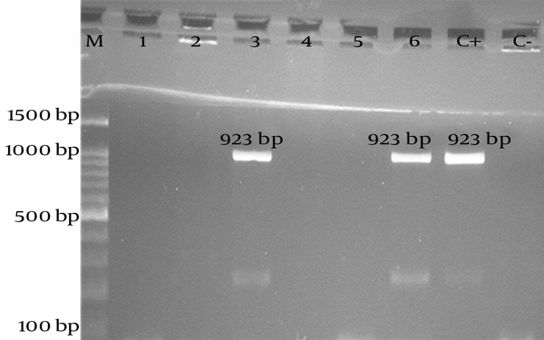 Lanes: M, 100-bp DNA ladder; 1, 2, 4 and 5, negative samples; 3 and 6, positive samples; C+, positive control (923 bp); and C-, negative control.