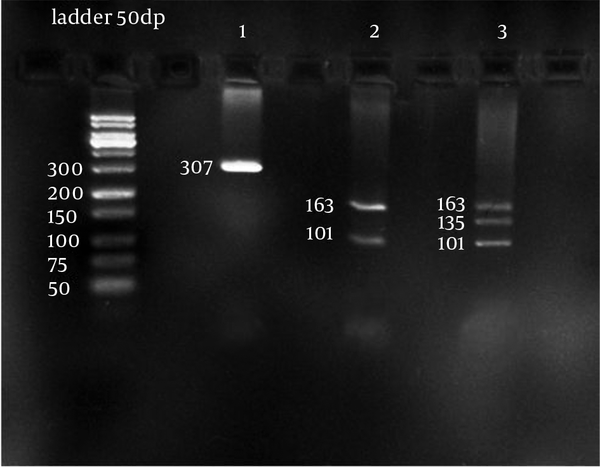 Product size: 307 bp, restriction enzyme: BsrI, sample 2: G 9/163/34/101 bp, sample 3: AG 9/101/163/135 bp.