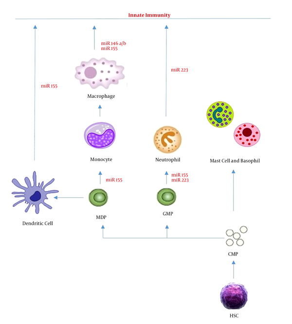 Schematic Representation of microRNAs Action on Innate Immunity Development