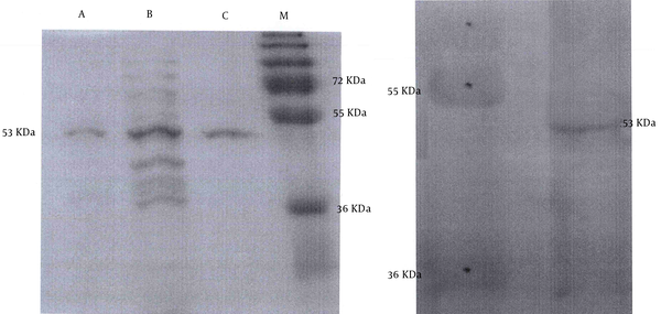A, Single band of catalase enzyme (SDS-PAGE) after purification columns; A and C, pure protein; column B, lysate before purification; column M, Marker; B, confirmation of catalase enzyme expression by western blot.