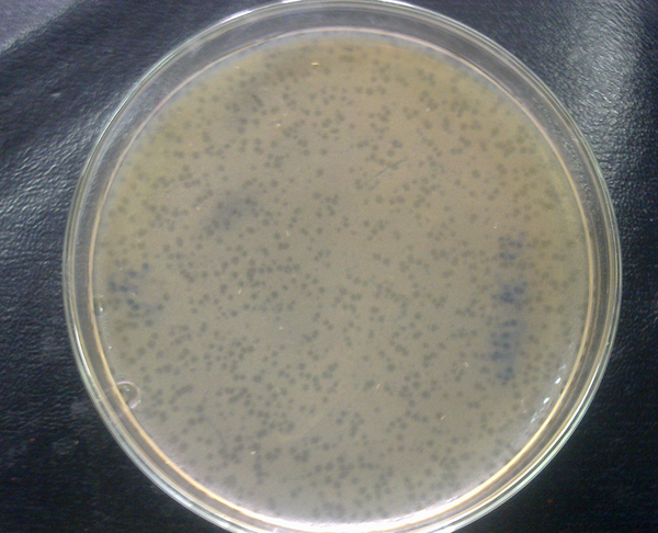 Bacteriophage TPR6 Plaques on E. coli M6