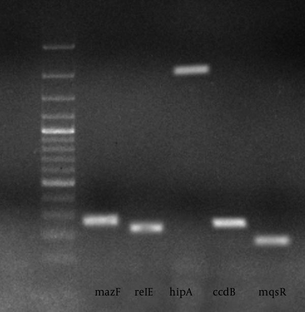 PCR Analysis of Toxin-Antitoxin Genes in E. coli Strains