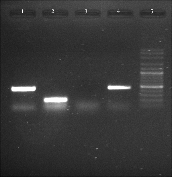 The negative control (lane 3), MP65 gene of C. albicans (ATCC 10231 lane 4), DNA ladder plus 100 bp (lane 5).