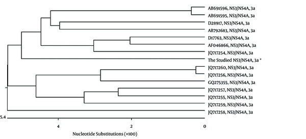 Phylogenetic Analysis of the Studied NS3/NS4A Sequence in Comparison With 14 NS3/NS4A Sequence Data of Hepatitis C Virus Genotype 3a
