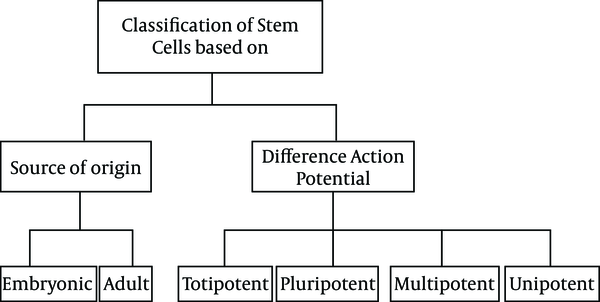 Primary Wharton’s Jelly Mesenchymal Stem Cells Culture