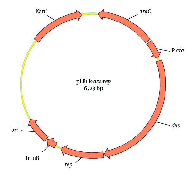 The rep is a single-copy gene of pBBR1MCS2 and the 1-deoxy-D-xylulose-5-phosphate synthase gene (dxs) is a single-copy gene of E. coli genome. The fragments of pLB1k, dxs and rep were assembled by Gibson assembly.