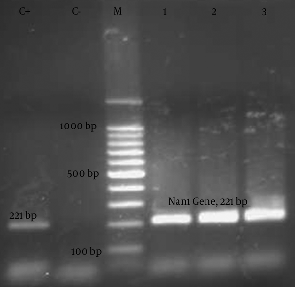Lane C+, positive control (221 bp); lane C-, negative control; lane M, 100-bp DNA ladder; lane 1 to 3, positive samples.