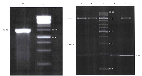 A, confirmation of the catalase band by PCR after cloning; B, catalase and pET-15b bands after double digestion; columns A and B, double digestion products; column C, PCR product control; column D, plasmid control; column M, Marker.