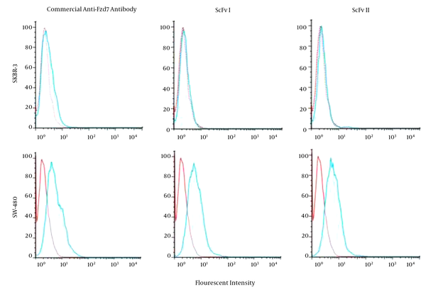 The cell lines were treated with either anti-Fzd7-commercial Ab or anti-Fzd7- scFvs. The fluorescent intensity detected for 2 scFvs and commercial Ab bound to the SW-480 cells showed a shift compared to the intensity of the isotype, cells treated with M13KO7 helper phage, while the fluorescent intensities of the scFvs and commercial Ab overlapped the isotype intensity when SKBR3 cells were treated.