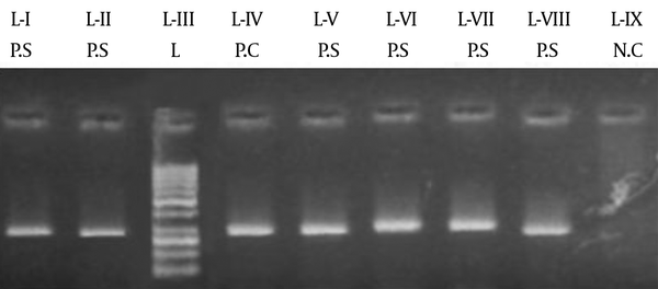 L-I, L-II, L-V, L-VI, L-VII, and L-VIII show positive samples, while L-IV reveals the positive control as the G27 strain. L-III shows a marker of 100 bp and L-IX shows the negative control. L, ladder; PC, positive control; PS, positive sample; NC, negative control.