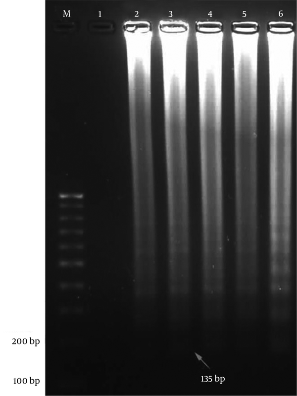 M, 100 bp DNA ladder; lane 1, negative control; lane 2, positive control of H. pylori pure DNA; lane 3 - 6, a positive result.