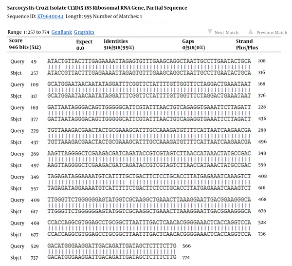 The Comparison of Nucleotide Sequence of Isolated S. cruzi with NCBI Information (99% Homology)