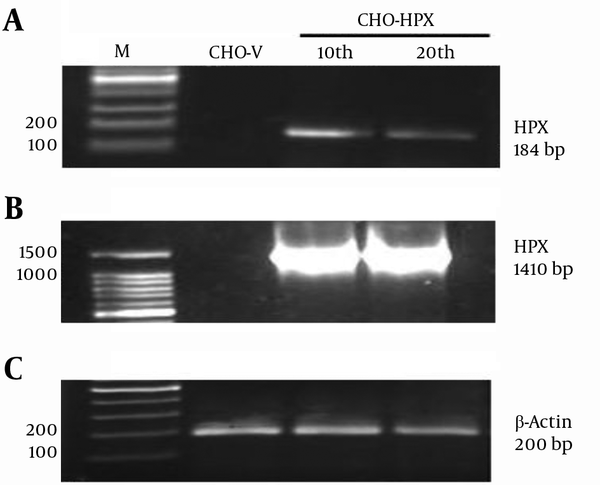 A, RT-PCR analysis of rHPX expression at the 10th and 20th stable cellular passages using internal primers; B, RT-PCR analysis of rHPX expression at the 10th and 20th stable cellular passages using total primers. CHO-V was used as the negative control. The 184 bp and 1410 bp rHPX bands indicated that CHO-HPX cells were capable of human rHPX stable expression at mRNA level; D, β-actin was used as internal control.