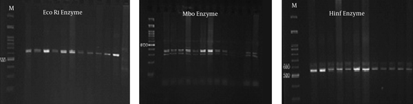 Eco1 (Left) without effect, Mbo enzyme break down to 2 fractions 300 and 350 base pair (Middle) and Hinf enzyme effect with 2 fragment 550 and 50 bp.(Right).