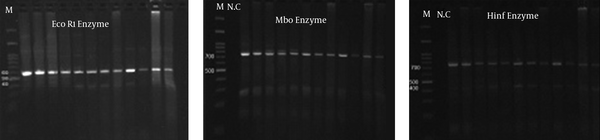 Eco1 enzyme breakdown to 600 and 400 bands (Left), Mbo with 3 fractions 750, 250, and 150 (Middle) and hinf with 2 fragment 750 and 400 (Right).