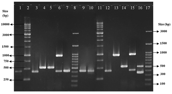 Lanes 1, 3, 7, 9 and 10, clinical isolates with SCCmec type I; lanes 2 and 11, size markers (1 kb DNA Ladder); lanes 4 and 5, clinical isolates with SCCmec type III; lane 6, clinical isolate with SCCmec type IV; lanes 8 and 17, size markers (100 bp DNA ladder Plus); and lanes 12 - 16, control strains (types I - V).