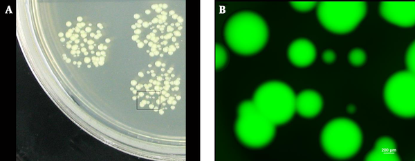 A, Colonies of varying sizes (black box); B, Cells observed under fluorescence microscope. All the colonies inside the black box emitted green fluorescence.