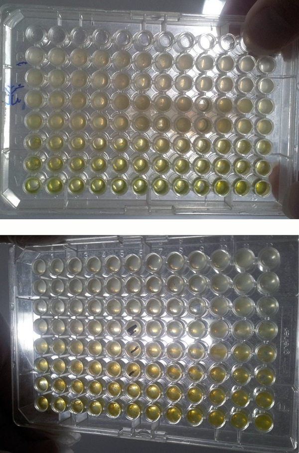 96-Well Plate Used in the Micro Dilution Technique: Reducing the Amount of Turbidity in Each Plate Containing Medium Culture