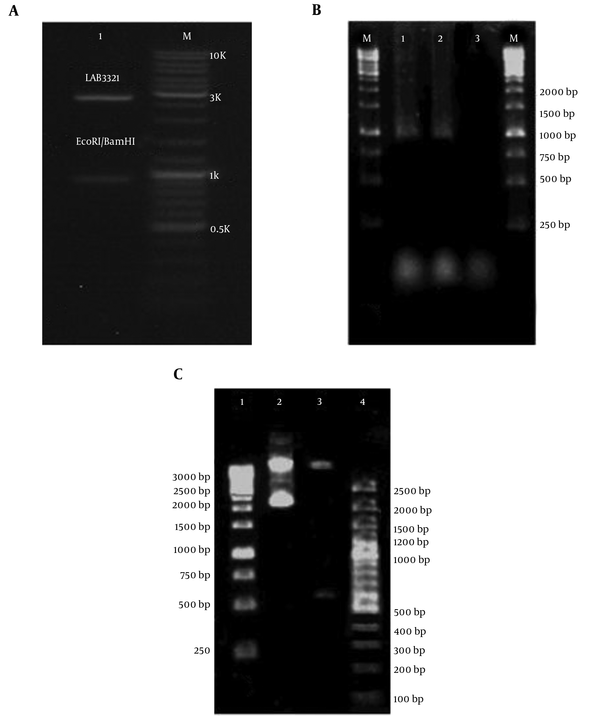 A, Digestion of pUC18-nahH Recombinant Vector Using Restriction Enzymes for Cloning Confirmation (Lane M is 100 bp Molecular Weight Markers (Fermentas, Germany), and Lane 1 is Digested pUC18-nahH Recombinant Vector (2686 and 924 bp Fragments) by BamHI and EcoRI Restriction Enzymes, Respectively); B, Amplified nahH Gene on Isolated Recombinant pUC18 Vector from Engineered E. coli (Lane M is 1 kb Molecular Ladder (Fermentas, Germany), Lanes 1 and 2 are Amplified nahH gene (924 bp), and Line 3 is Negative Control (without DNA), Respectively); C, Digestion of recombinant pUC18 Plasmid Contain nahH Gene by HindIII Restriction Enzyme for Confirmation of Transformation (Lane 1 and 4 are 1 kb and 100 bp Molecular Weight Markers (both Fermentas, Germany), Respectively, Lane 2 is Undigested Recombinant Vector (3610 bp), lane 3 is Digested Recombinant Vector (3004 and 606 bp Fragments), Respectively)