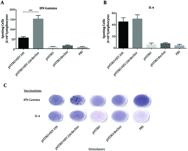 A, Splenocytes from vaccinated and control mice were cultured at the presence of recombinant HEV239 protein and incubated at 37°C for 24 hours. B, Lymphocytes from mice received Beclin1-containing plasmid generated a high number of IFN-γ secreting cells in 2 × 105 lymphocytes. C, no different in IL-4 secreting cells in 2 × 105 lymphocytes were detected in HEV239- Beclin-1 containing plasmid in comparison with pVITRO-HEV239 (*, ** and *** indicate P &lt; 0.05, P &lt; 0.01 and P &lt; 0.001 respectively).