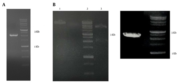 A, the truncated ORF2-NSP4 gene double digested with BamHI and SalI, 2000 bp. B, left, Lane 1, the truncated ORF2-NSP4 single digestion with BamHI; Lane 2, ladder 1 kb; Lane 3, The truncated ORF2-NSP4 double digestion with BamHI and SalI, two bands appeared at 2000 bp and 5369 bp; right, PCR with T7 promotor primers, the ORF2-NSP4 band appeared at 2300 bp.