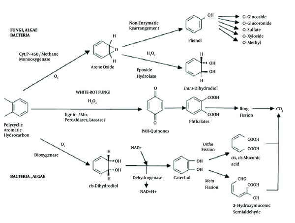 Molecular Degradation Pathway of PAHs by Dioxygenase (Encoded by nahH Gene)