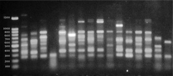 DNA molecular weight marker (100 bp DNA ladder; CinnaGen) and isolates 1 - 16 are shown from left to right.