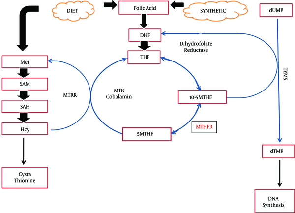 One-Carbon Metabolism Pathway; DHF, dihydrofolate; THF, tetrahydrofolate; 5-10 MTHF, 5-10 methylenetetrahydrofolate; 5MTHF, methyltetrahydrofolate; 5MTHFR, methylenetetrahydrofolate reductase; MTR, methionine synthase; MTRR, methionine synthase reductase; SAM, S-adenosylmethionine; SAH, S-adenosylhomocysteine; HCY, homocysteine; TYMS, thymidylate synthase; dTMP, deoxythymidine monophosphate.
