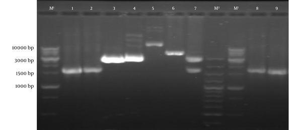 Lane M1, DNA marker (1 kb); Lane M2, DNA marker (100 bp); Lane 1,2: PCR product of tPA-PADRE-truncated ORF2 (aa 112 - 607) by specific primers; Lane 3, pVAX1 plasmid with digestion by NheI and XhoI; Lane 4, pVAX1 plasmid with digestion by NheI; Lane 5, pVAX1-tPA-PADRE-truncated ORF2 (aa 112 - 607) without digestion; Lane 6, pVAX1-tPA-PADRE-truncated ORF2 (aa 112 - 607) digested with xhoІ; Lane 7, pVAX1-tPA-PADRE-truncated ORF2 (aa 112 - 607) digested with NheI and XhoI; Lane 8 and 9, PCR product of pVAX1-tPA-PADRE-truncated ORF2 (aa 112 - 607) plus linker by T7 and BGH primers.