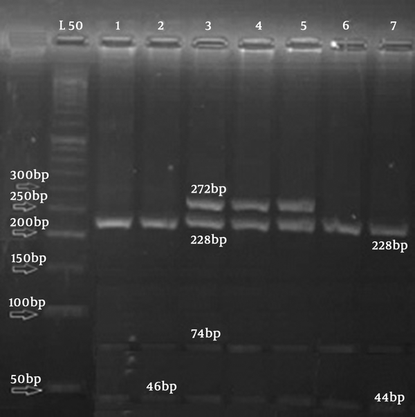 Lanes 1, 2, 6, and7 show homozygous individuals with wildtype alleles (CC); lanes 3 - 5 show heterozygous (C/T) individuals.