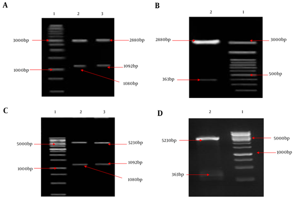 A, Lane 1: 1 kb DNA size marker, lane 2: Double digestion of the recombinant pTG19/HMW1555-914 (pTG19 backbone: 2880 bp and HMW1555-914: 1080 bp), lane 3: Double digestion of the recombinant pTG19/HMW2553-916 (pTG19 backbone: 2880 bp and HMW2553-916: 1092 bp); B, Lane 1: 100 bp DNA size marker, lane 2: Double digestion of the recombinant pTG19/Hia585-705 (pTG19 backbone: 2880 bp and Hia585-705: 363 bp); C, Lane 1: 1 kb DNA size marker, lane 2: Double digestion of the pET28a/HMW1555-914 (pET28a backbone: 5230 bp and HMW1555-914: 1080 bp), lane 3: Double digestion of the pET28a/HMW2553-916 (pET28a backbone: 5230 bp and HMW2553-916: 1092 bp); D, Lane 1: 1 kb DNA size marker, lane 2: #: HMW1555-914, HMW2553-916 and Hia585-705 as Su... Revision 1 Journal: Jundishapur Journal o... Page 22 of 28 5 August 2017 05:10:58 Double digestion of the pET28a/Hia585-705 (pET28a backbone: 5230 bp and Hia585-705: 363 bp)
