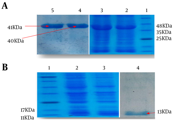 A, Lane 1: standard protein size marker, Lane 2: Induced expression of HMW1555- 914 with molecular weight of 40 kDa, Lane 3: Expression of HMW2553-916 with molecular weight of 41 kDa, Lane 4: purified HMW1555-914, Lane 5: purified HMW2553-916; B, Lane 1: standard protein size marker, Lane 2,3: induced expression of Hia585-705 with molecular weight of 13 kDa, Lane 4: purified protein of Hia585-705