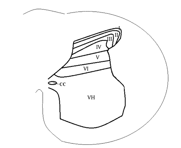 The figure represents the dorsal horn laminae of the spinal cord of a cat in an axial cut of the lumbar spine (CC, central canal; VH, ventral horn; I-VI, laminae of the dorsal horn).