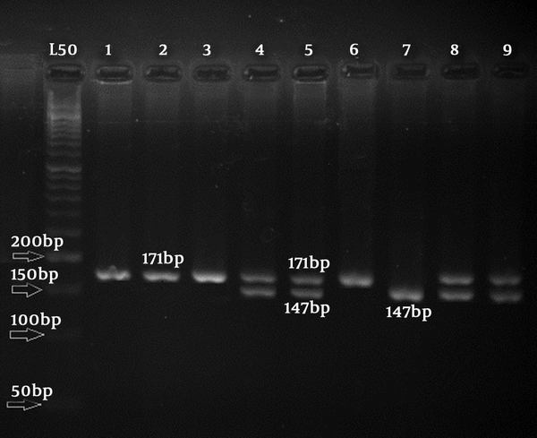 Lanes 1 - 3, and 6 show homozygous individuals with wildtype alleles (GG); lanes 4 ,5 ,8, and 9 show heterozygous GC individuals and lane 7 shows a homozygous individual with CC allele.