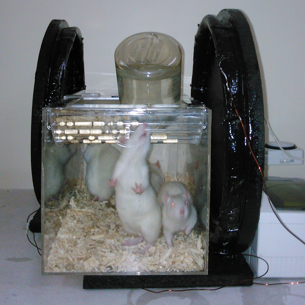 Animals Placed in the Plexiglas Exposure Cage Within the Helmholtz Coils